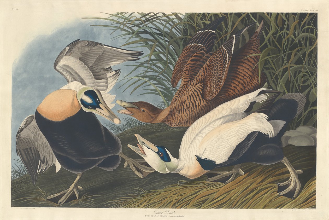 Eidereend door Robert Havell after John James Audubon