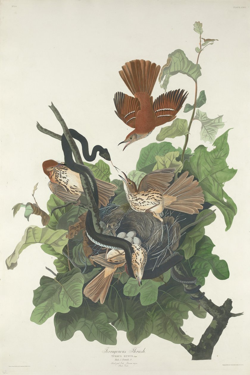 Roodborstlijster door Robert Havell after John James Audubon