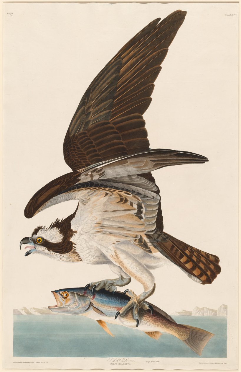 Visarend door Robert Havell after John James Audubon