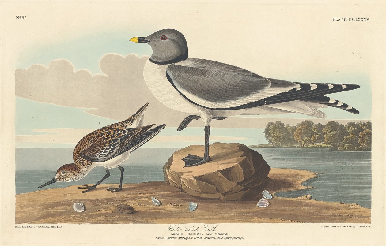 Vorkstaartmeeuw door Robert Havell after John James Audubon