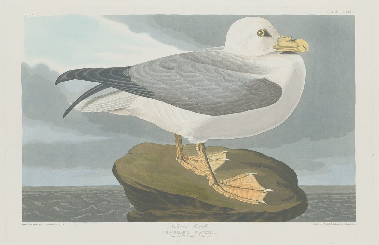 Fulmer Stormvogel door Robert Havell after John James Audubon