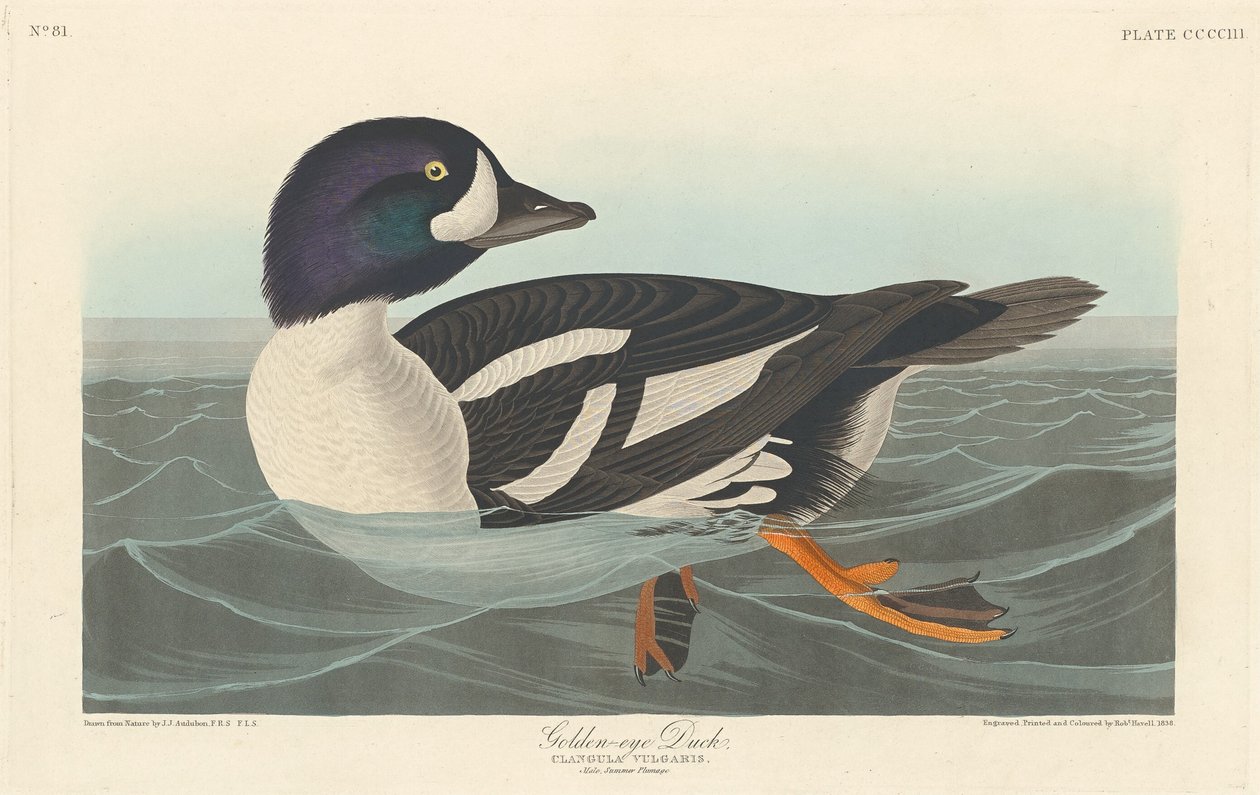 Brilduiker door Robert Havell after John James Audubon