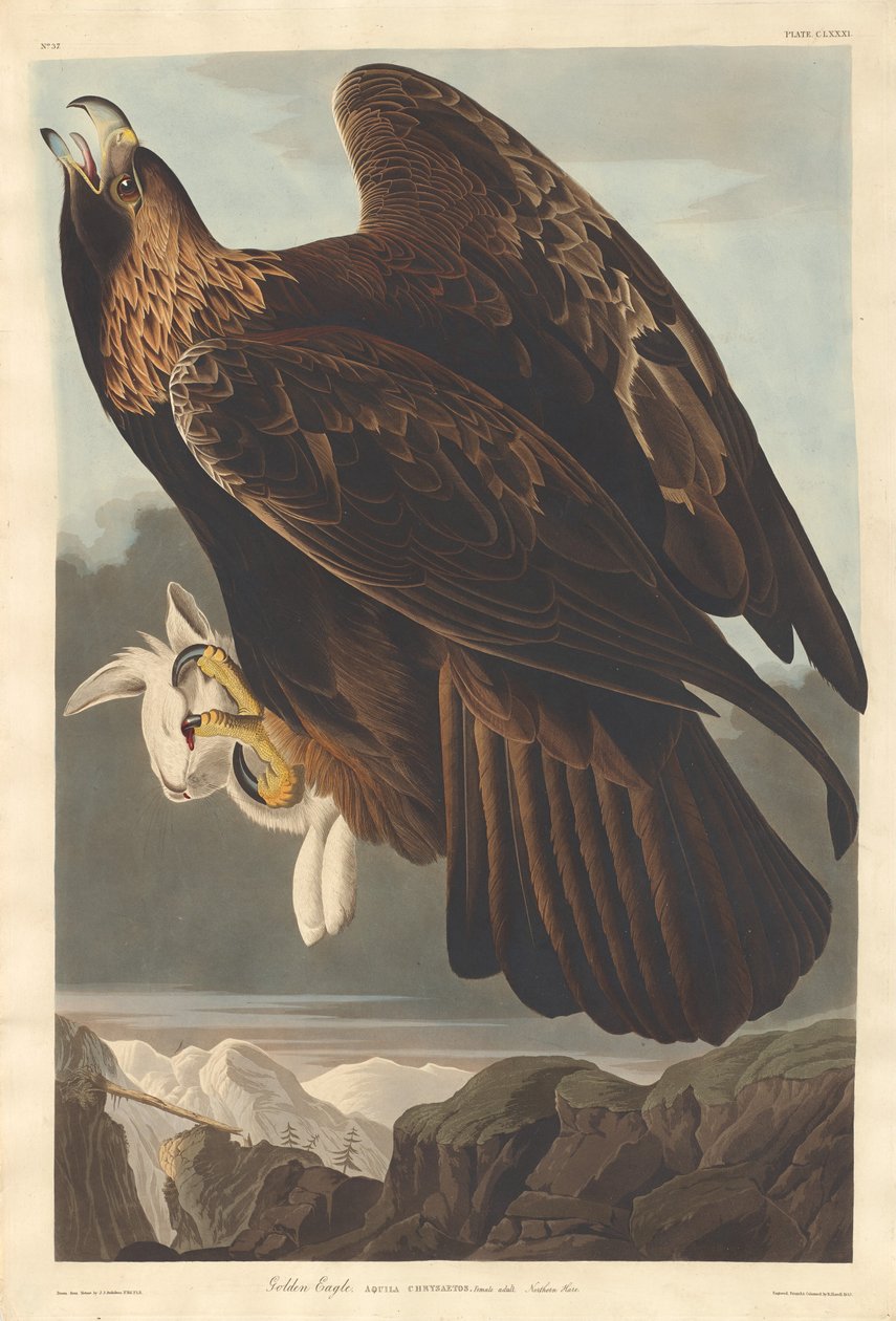 Gouden Adelaar door Robert Havell after John James Audubon