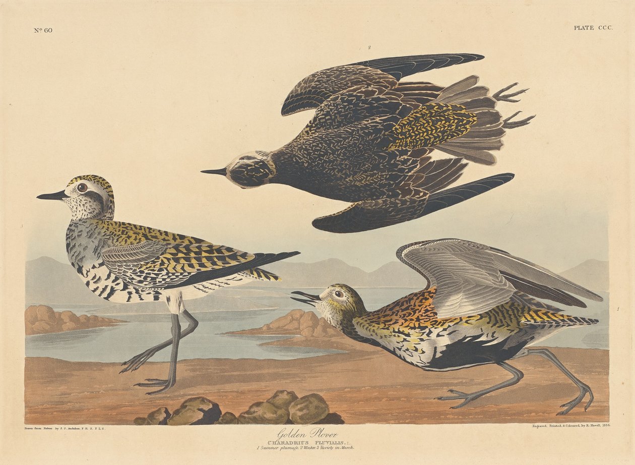 Goudplevier door Robert Havell after John James Audubon