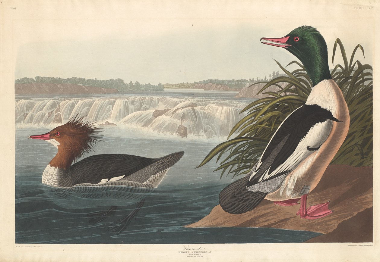 Zaagbek door Robert Havell after John James Audubon