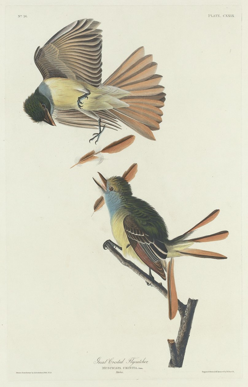 Grote kuifvliegenvanger door Robert Havell after John James Audubon