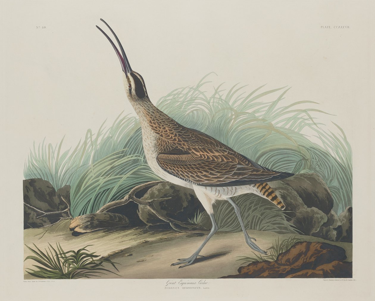 Grote Eskimowulp door Robert Havell after John James Audubon