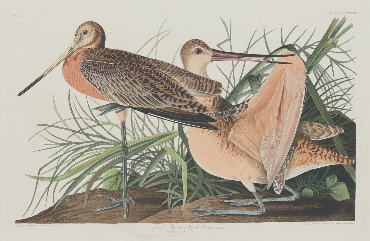 Grote Marmergrutto door Robert Havell after John James Audubon