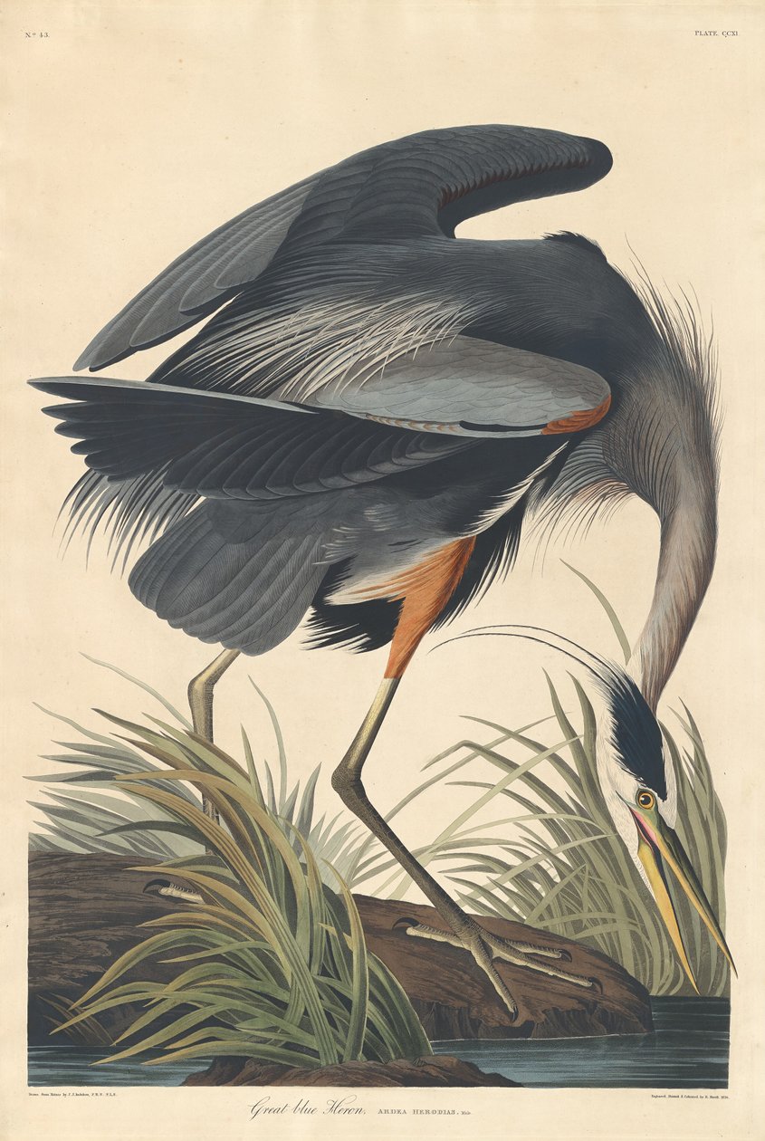Grote blauwe reiger door Robert Havell after John James Audubon