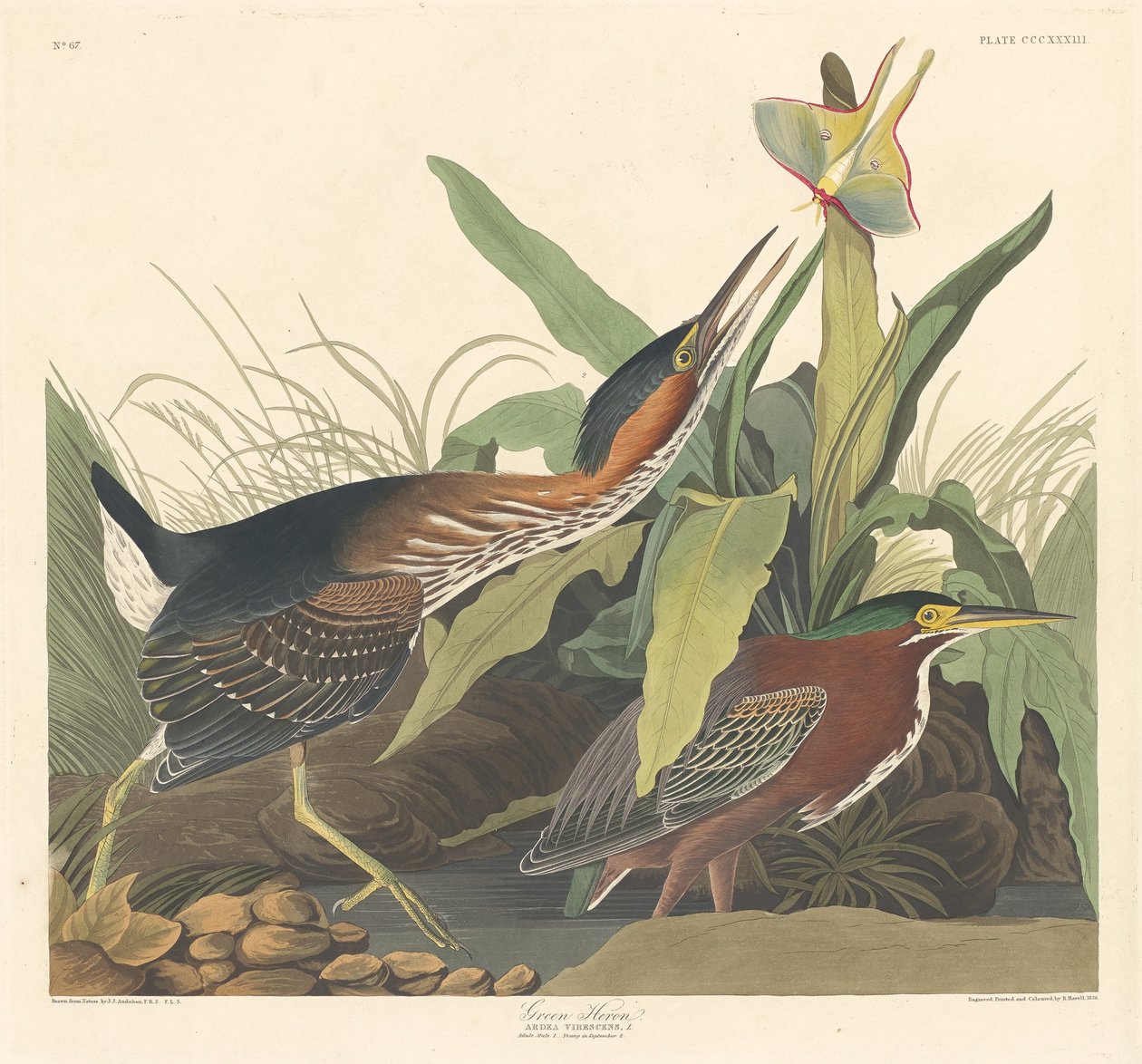 Groene reiger door Robert Havell after John James Audubon