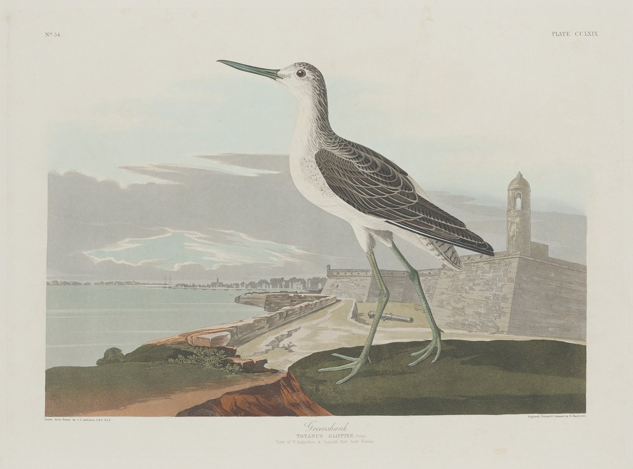 Groenpootruiter door Robert Havell after John James Audubon