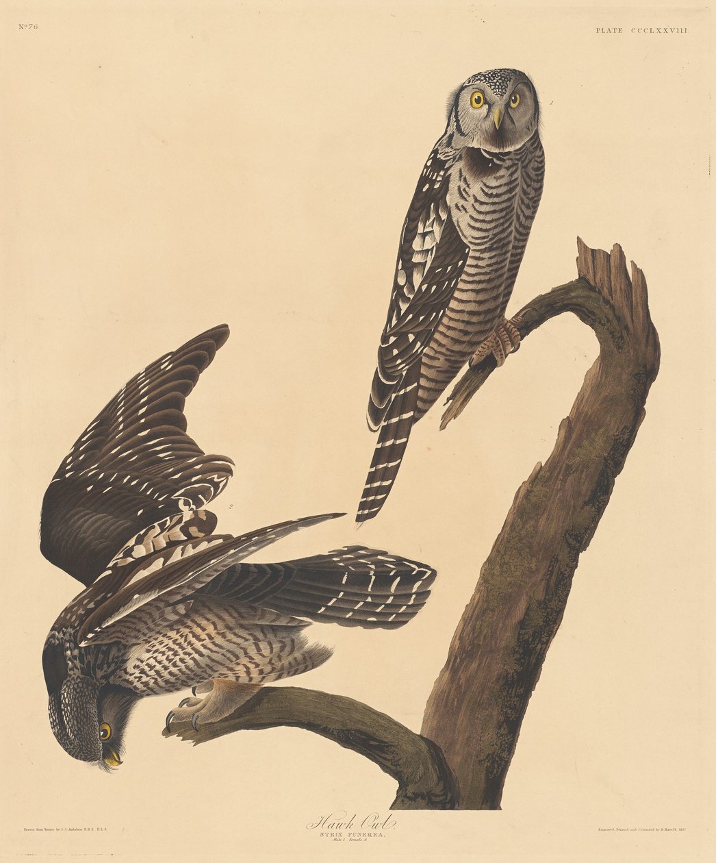 Havikuil door Robert Havell after John James Audubon