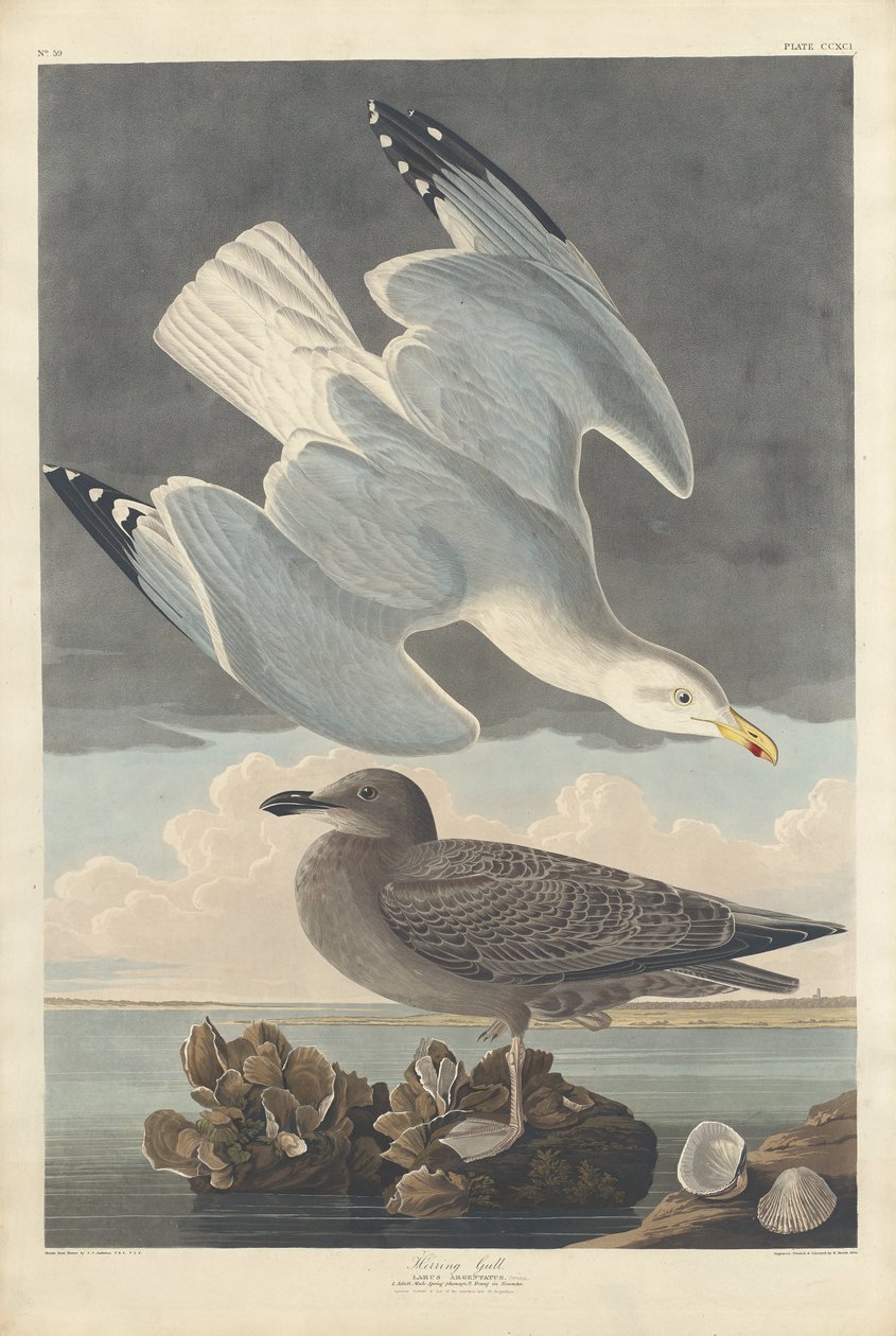 Zilvermeeuw door Robert Havell after John James Audubon