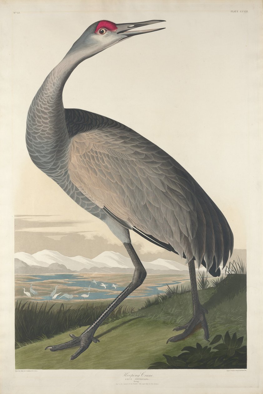 Hooping kraanvogel door Robert Havell after John James Audubon