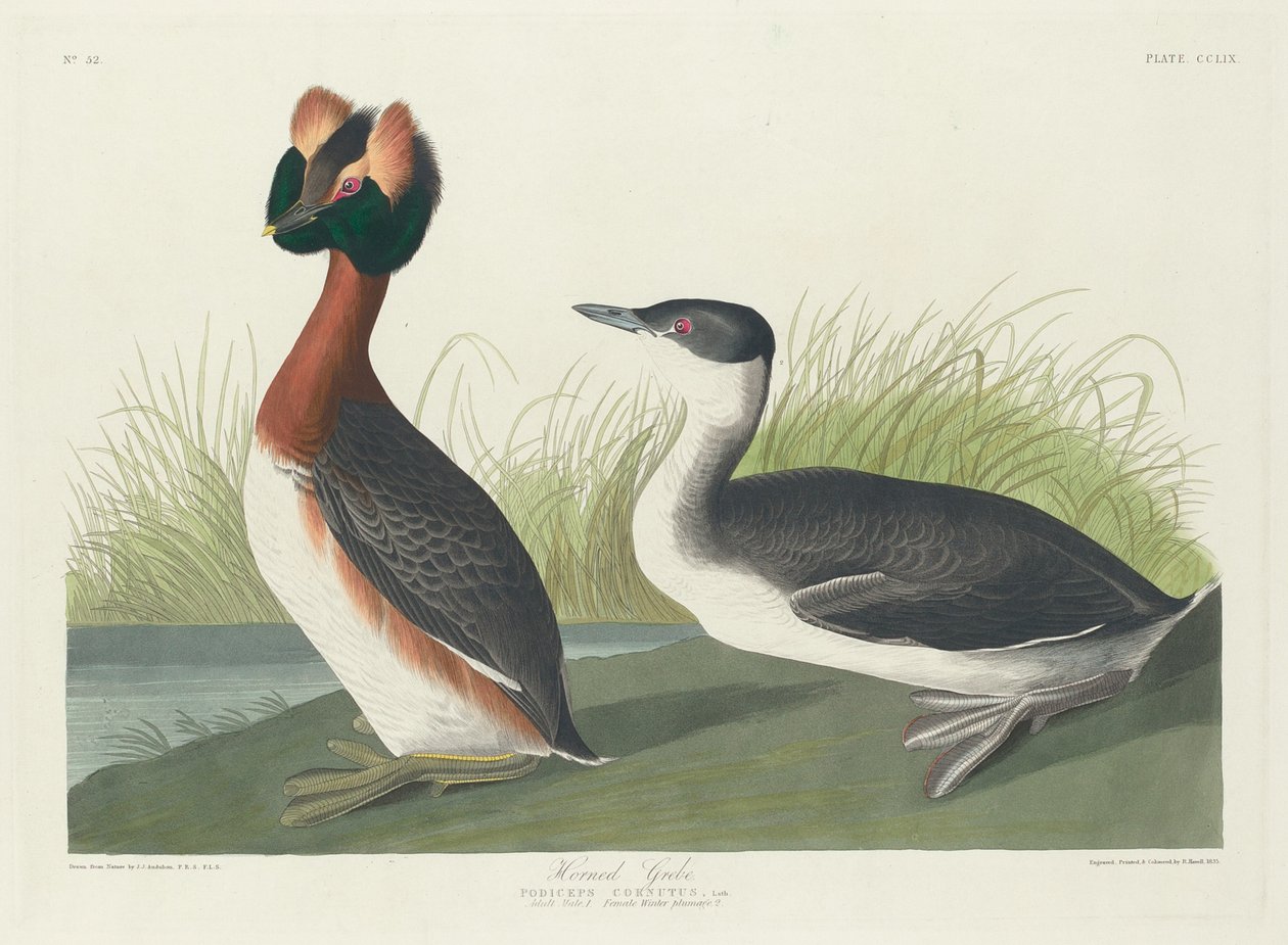 Kuifduiker door Robert Havell after John James Audubon