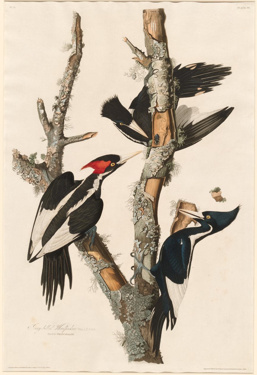 Ivory-billed specht door Robert Havell after John James Audubon