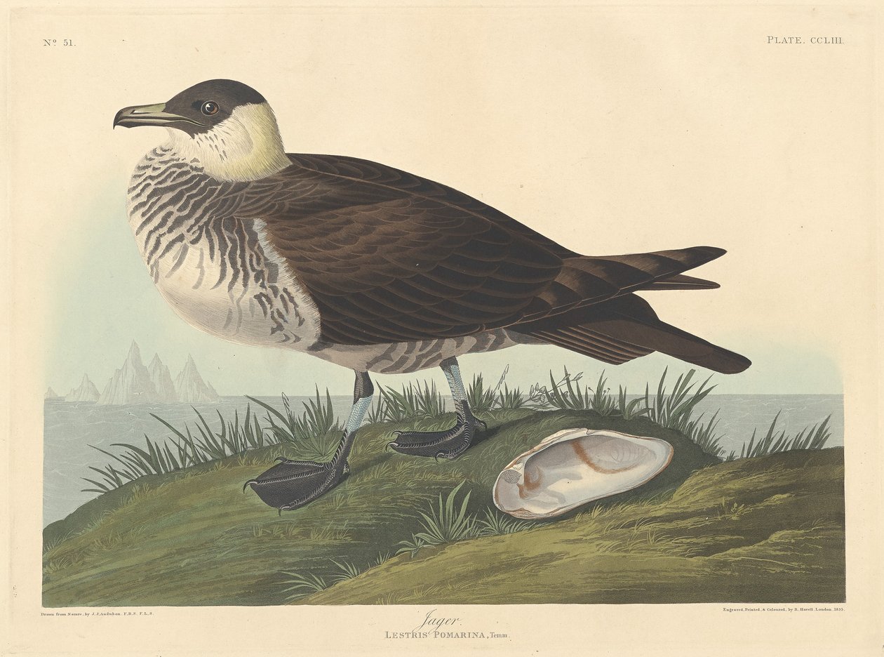 Jager door Robert Havell after John James Audubon