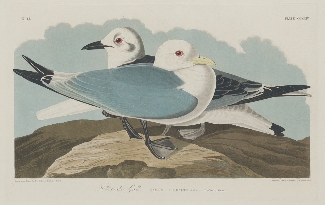 Drieteenmeeuw door Robert Havell after John James Audubon