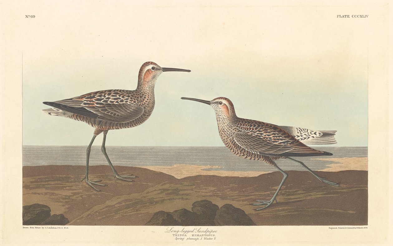 Langpootstrandloper door Robert Havell after John James Audubon