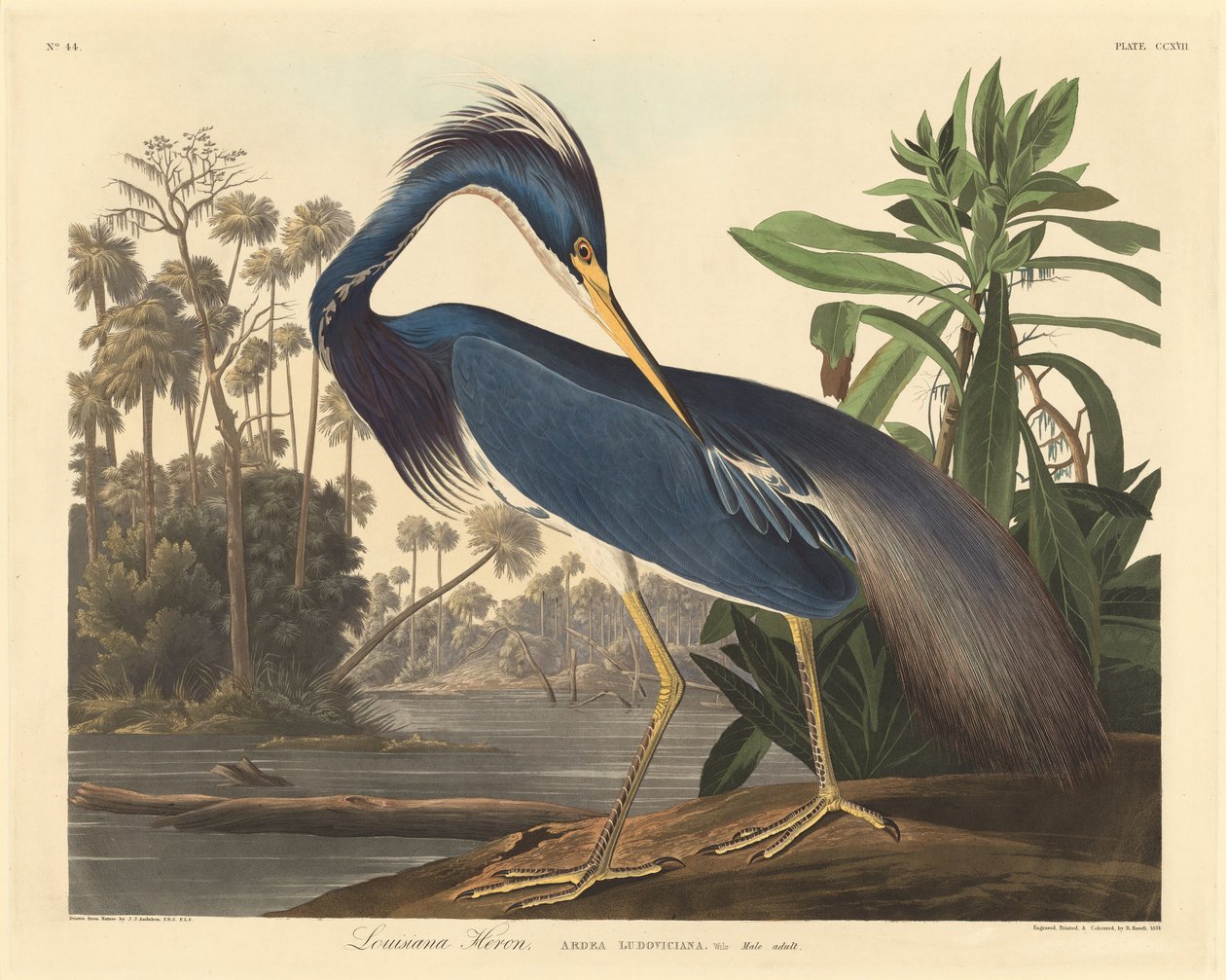 Louisiana reiger door Robert Havell after John James Audubon