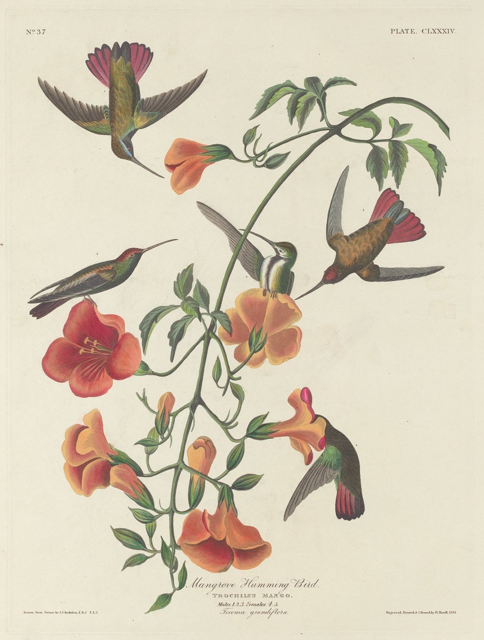 Mangrovekolibrie door Robert Havell after John James Audubon
