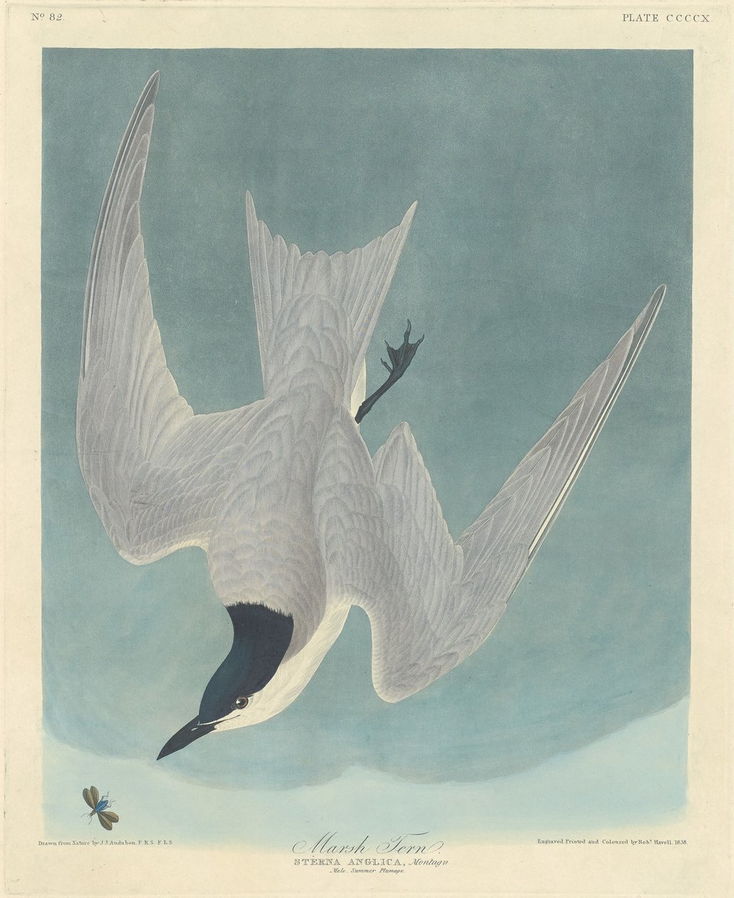 Moerasstern door Robert Havell after John James Audubon