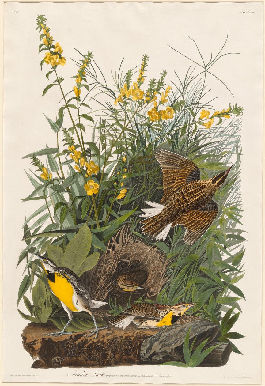 Weidelijster door Robert Havell after John James Audubon