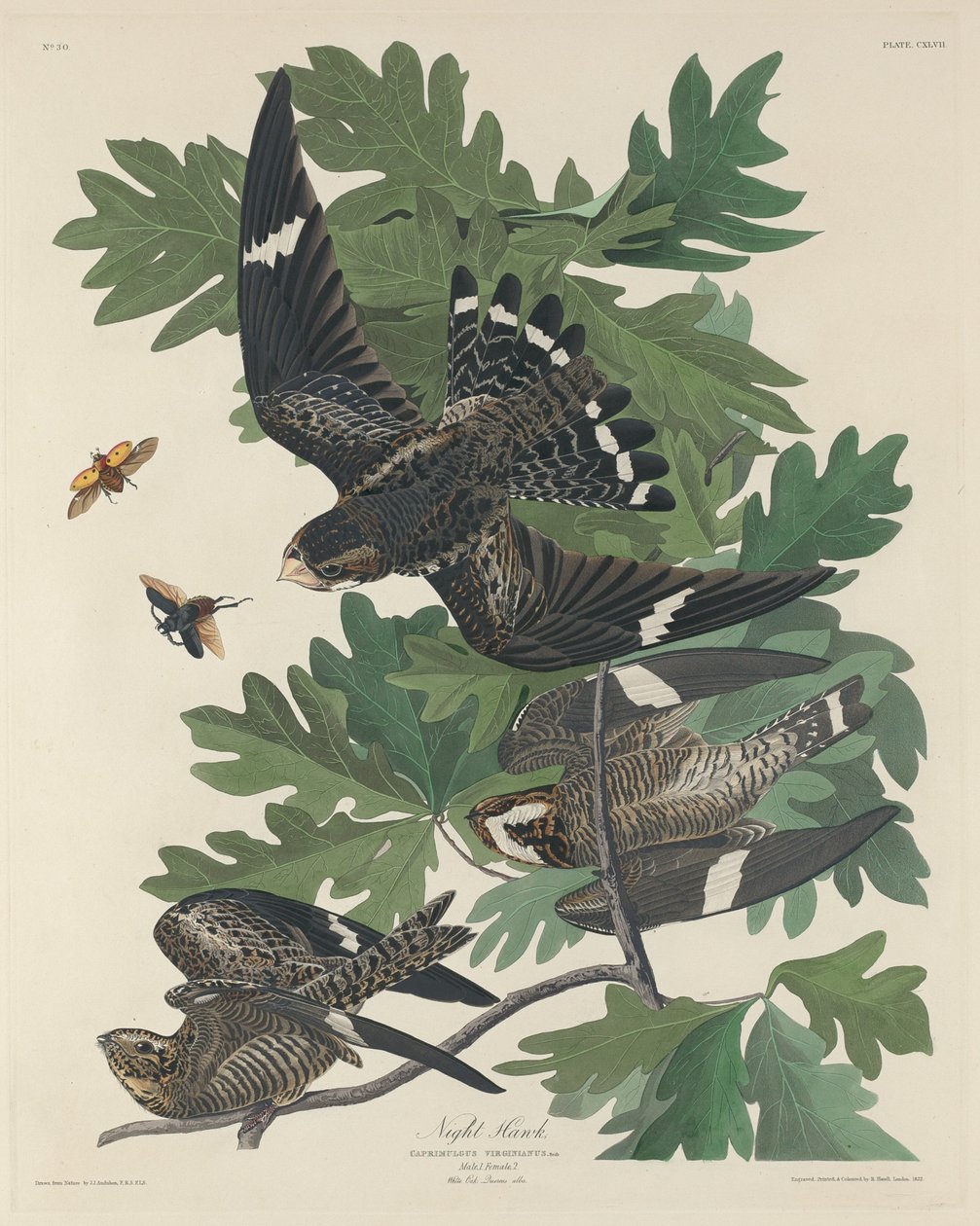 Nachtvalk door Robert Havell after John James Audubon