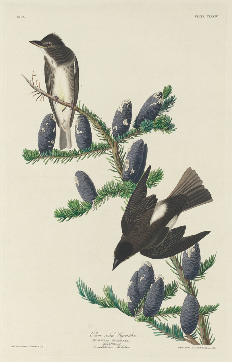 Olijfvliegenvanger door Robert Havell after John James Audubon