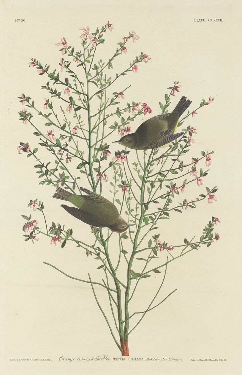 Oranjekroonzanger door Robert Havell after John James Audubon