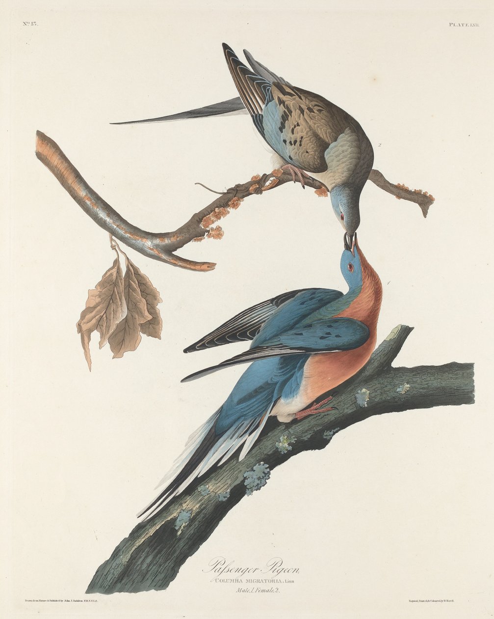 Passagiersduif door Robert Havell after John James Audubon
