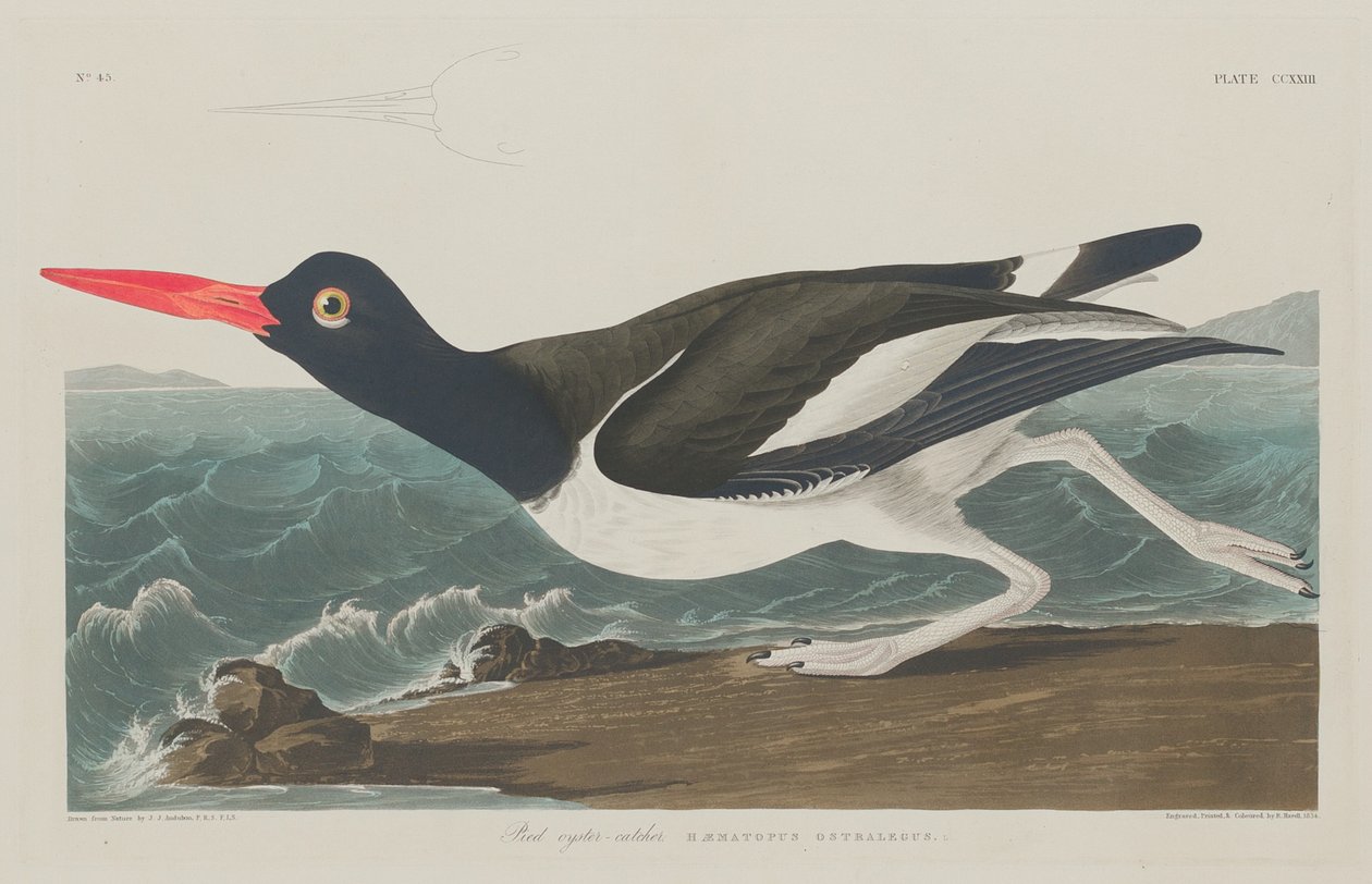 Bonte Scholekster door Robert Havell after John James Audubon