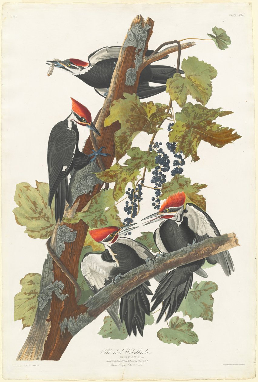 Grote bonte specht door Robert Havell after John James Audubon