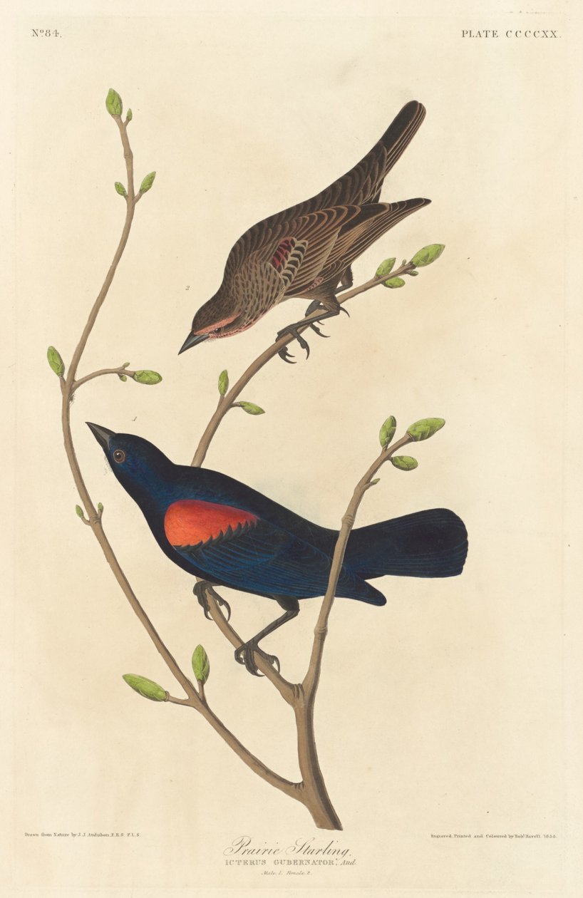 Prairie Spreeuw door Robert Havell after John James Audubon