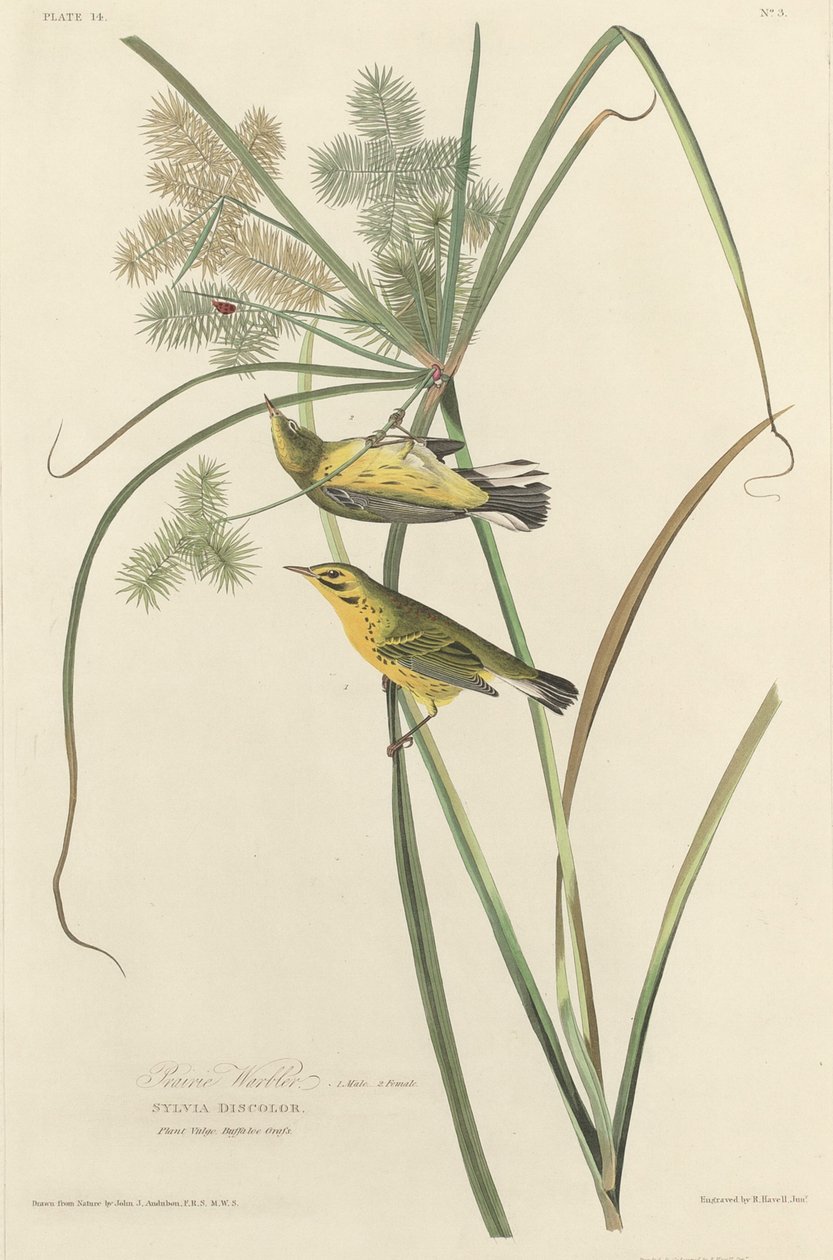 Prairie Zanger door Robert Havell after John James Audubon