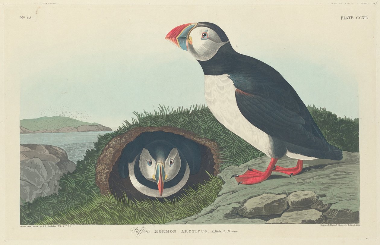 Papegaaiduiker door Robert Havell after John James Audubon