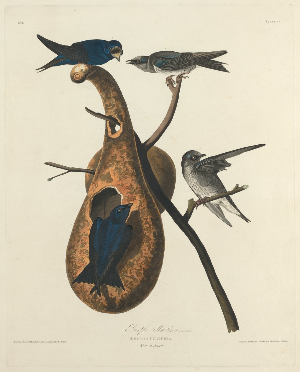 Purper Martin door Robert Havell after John James Audubon