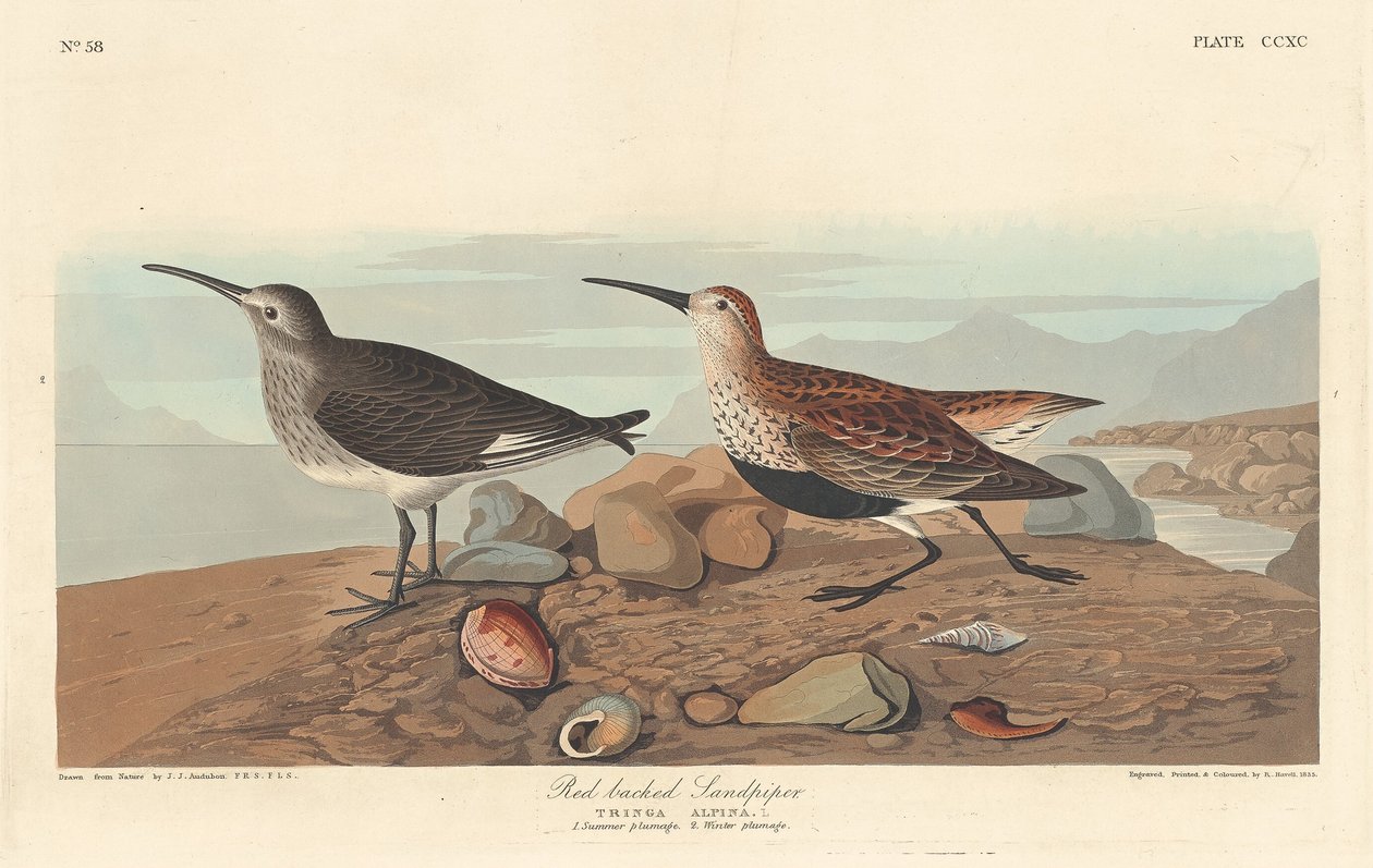 Bonte strandloper door Robert Havell after John James Audubon