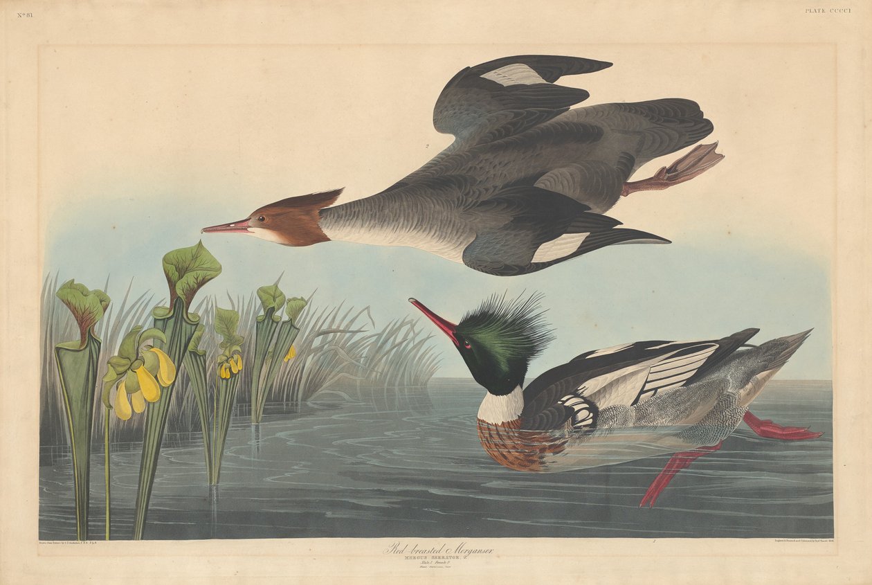 Roodborstzaagbek door Robert Havell after John James Audubon
