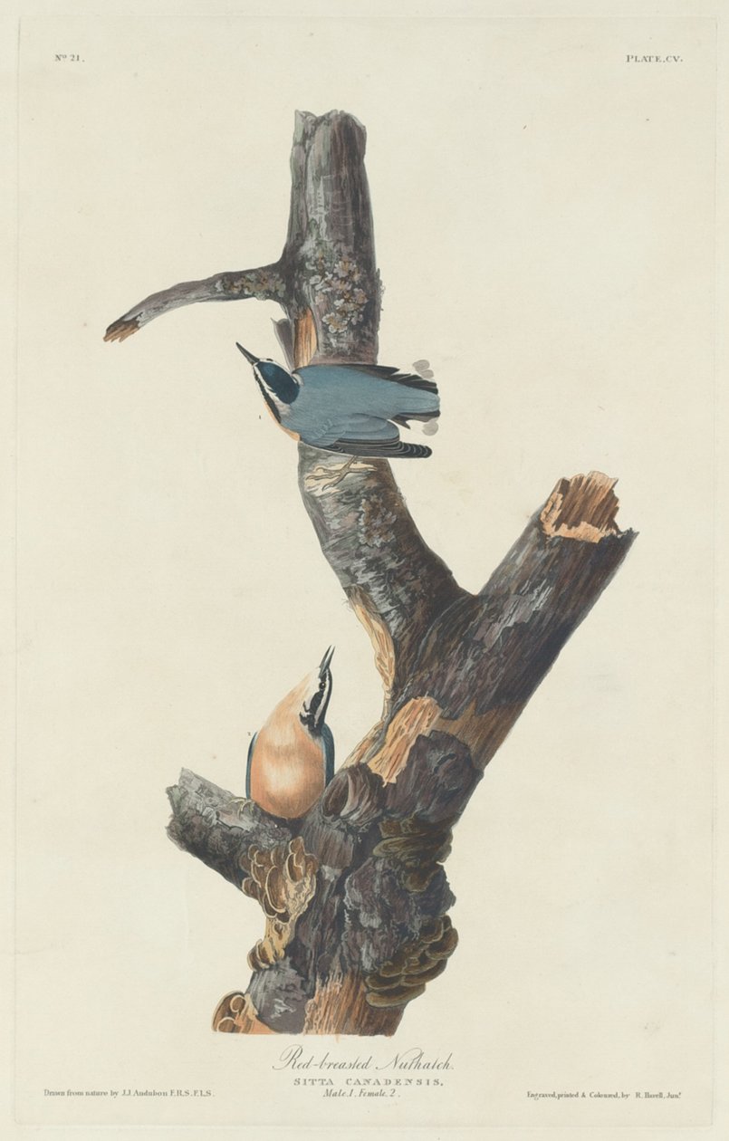 Roodborstboomklever door Robert Havell after John James Audubon