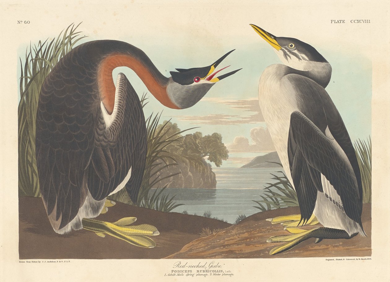 Roodhalsfuut door Robert Havell after John James Audubon