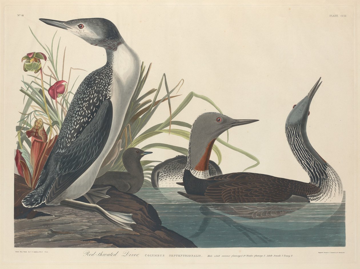Roodkeelduiker door Robert Havell after John James Audubon