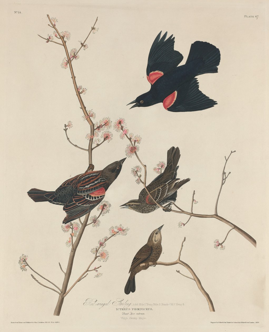 Roodvleugelspreeuw door Robert Havell after John James Audubon