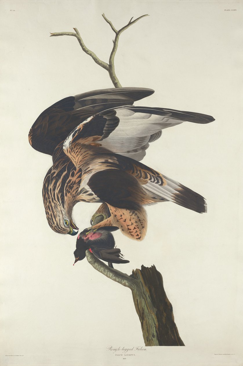 Ruigpootbuizerd door Robert Havell after John James Audubon
