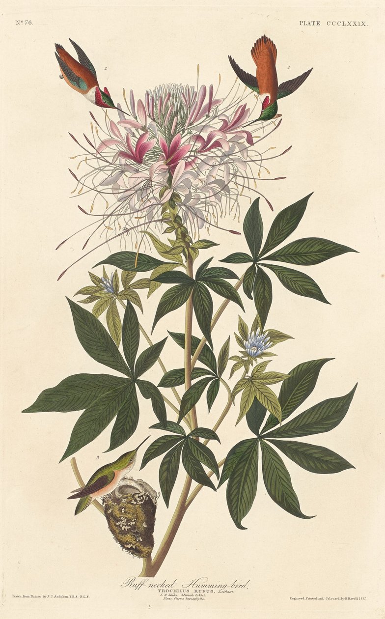 Kraagkolibrie door Robert Havell after John James Audubon