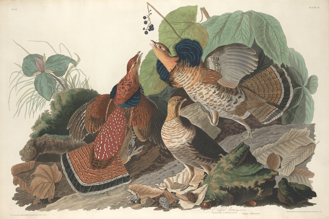 Ruigpoothoen door Robert Havell after John James Audubon
