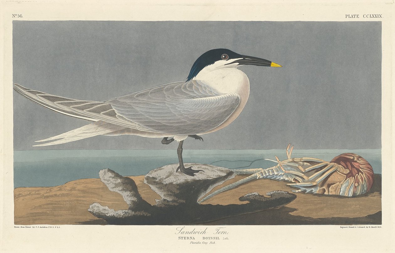 Grote Stern door Robert Havell after John James Audubon