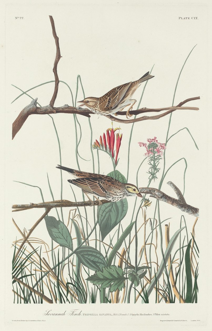 Savannevink door Robert Havell after John James Audubon