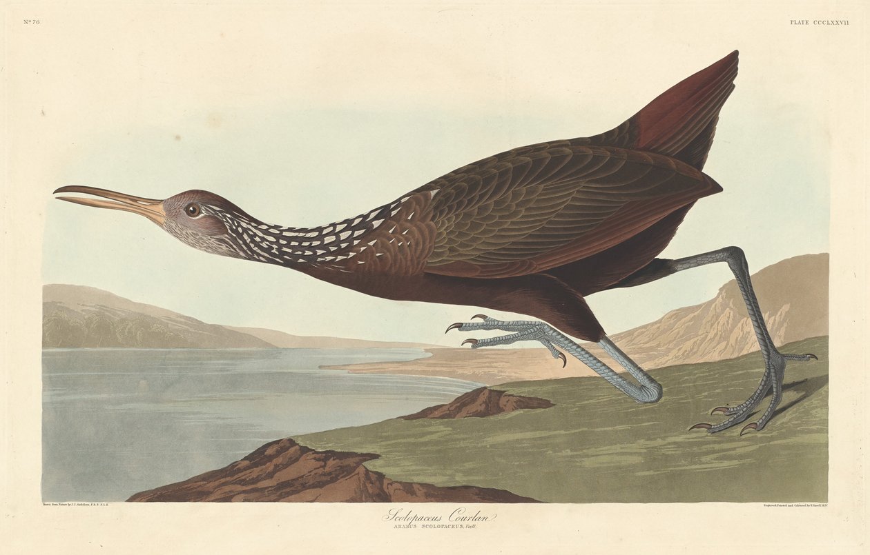 Scolopaceus Courlan door Robert Havell after John James Audubon
