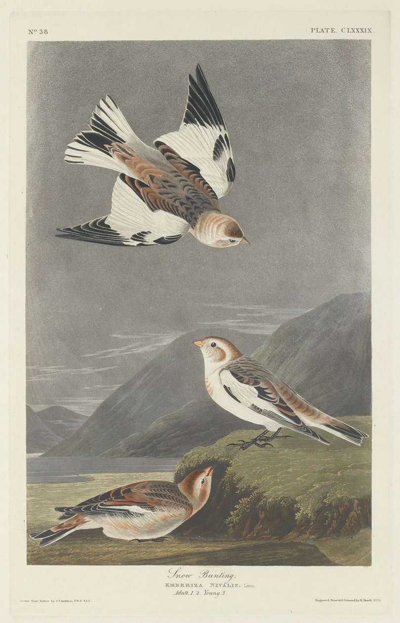 Sneeuwgors door Robert Havell after John James Audubon